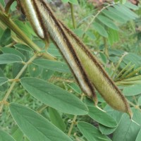 Tephrosia vogelii Hook.f.